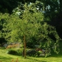 Gluosnis (Salix) 'Izvilistaja II'